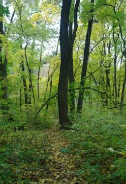 Forest in autumn Stock Photos