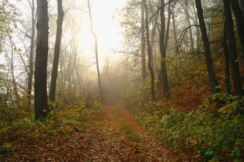 Forest in autumn Stock Photos