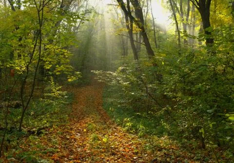 Forest in autumn Stock Photos