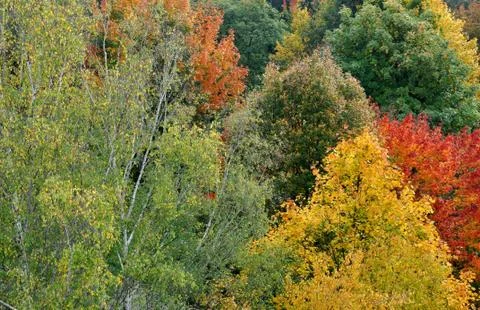 Forest in autumn Stock Photos