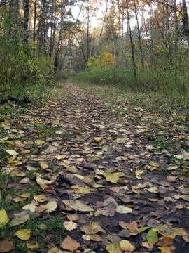Forest in autumn Stock Photos