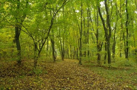 Forest in autumn Stock Photos