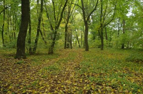 Forest in autumn Stock Photos