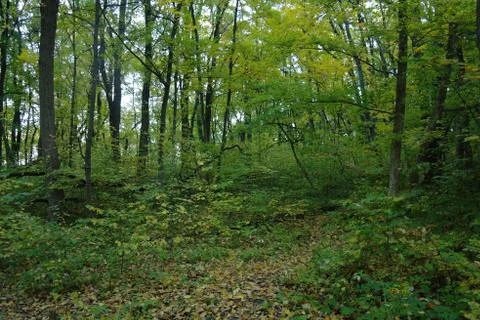 Forest in autumn Stock Photos