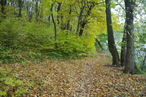 Forest in autumn Stock Photos