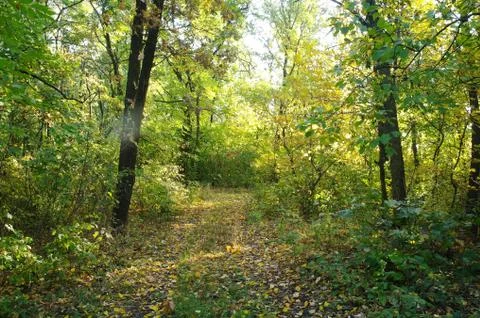 Forest in autumn Stock Photos