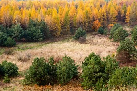 Forest in autumn Stock Photos