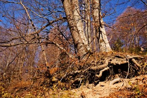 Forest in autumn Stock Photos