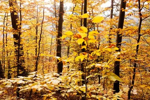 Forest in autumn Stock Photos