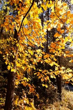 Forest in autumn Stock Photos