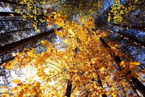 Forest in autumn Stock Photos