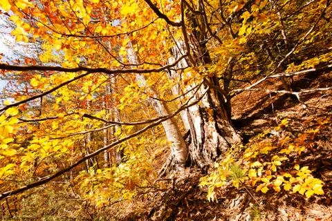 Forest in autumn Stock Photos
