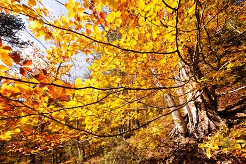 Forest in autumn Stock Photos
