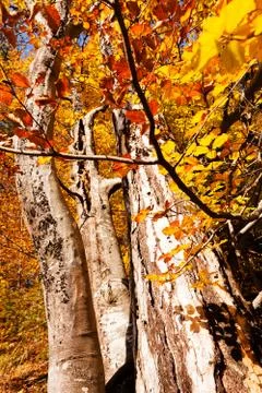 Forest in autumn Stock Photos