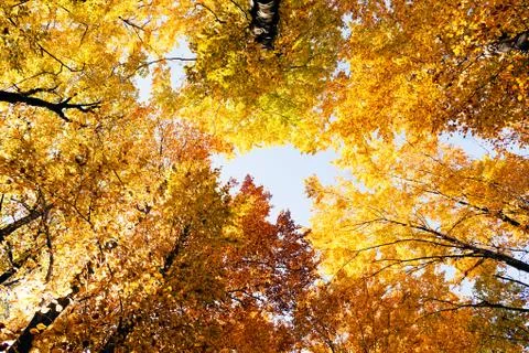 Forest in autumn Stock Photos