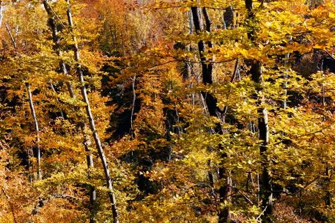 Forest in autumn Stock Photos