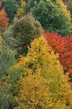 Forest in autumn Stock Photos