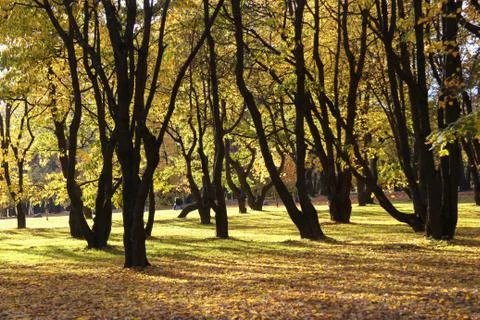 The forest in autumn Foto stock
