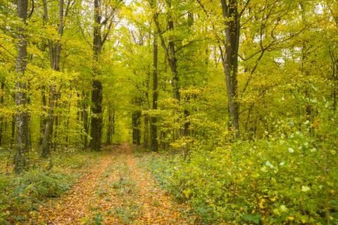Forest in autumn Stock Photos