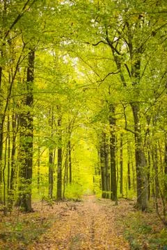 Forest in autumn Stock Photos