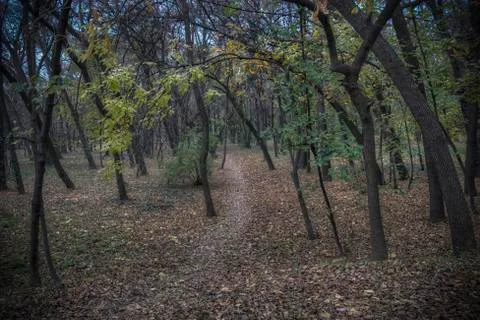 Forest in Autumn Stock Photos