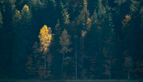 Forest in the autumn Stock Photos