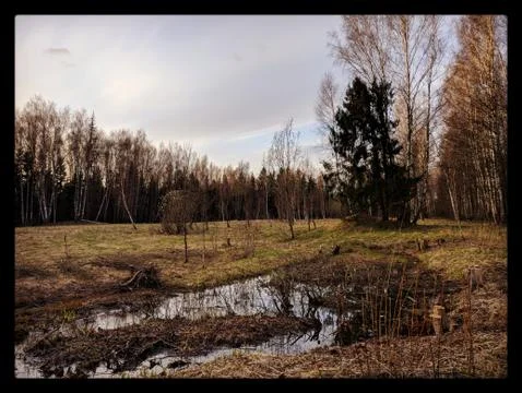 Forest in the Autumn Foto stock