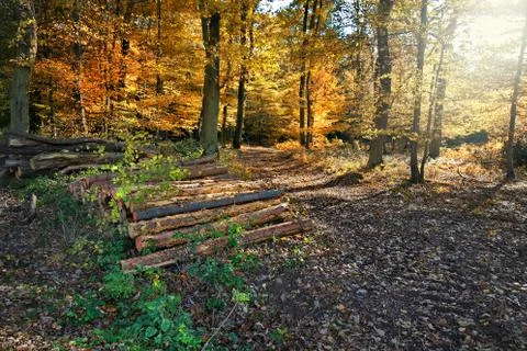 Forest in autumn Stock Photos