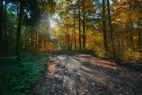 Forest in autumn 스톡 사진