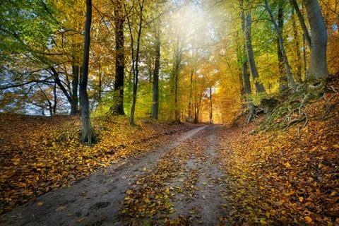 Forest in autumn Stock Photos