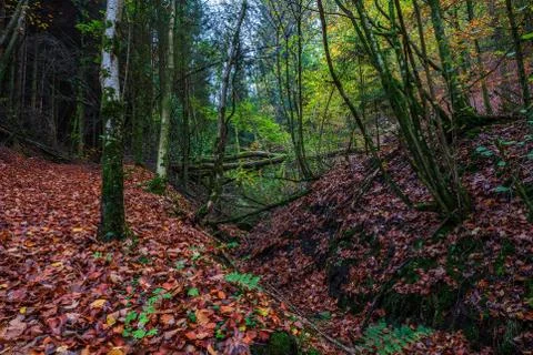 Forest in autumn Stock Photos