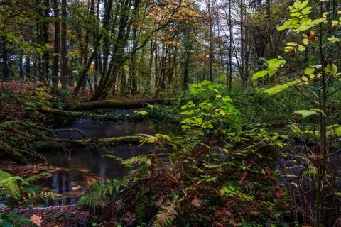 Forest in autumn Stock Photos