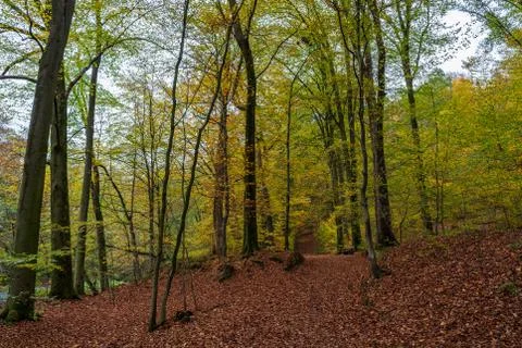 Forest in autumn Stock Photos