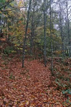 Forest in autumn Stock Photos
