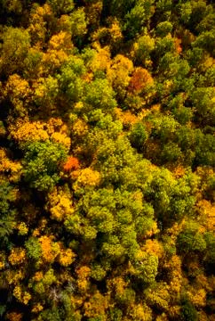 Forest in Autumn Stock Photos
