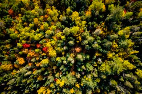 Forest in Autumn Stock-Fotos