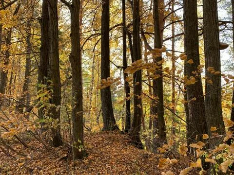 Forest in autumn Stock Photos