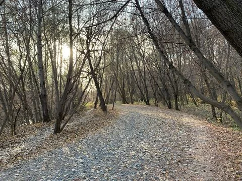 Forest in autumn Stock Photos
