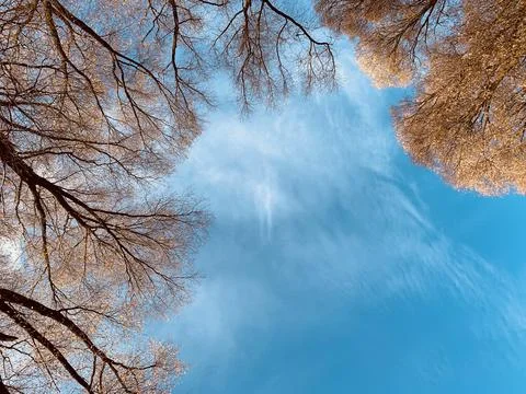 Forest in autumn Stock Photos