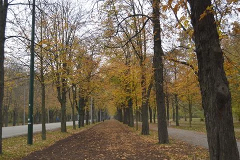 Forest in autumn Stock-Fotos