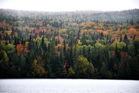 A forest in autumn Stock Photos