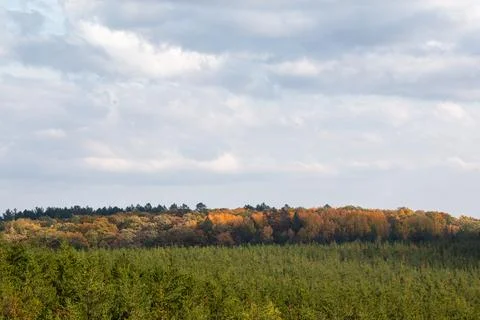 A forest in Autumn Stock Photos