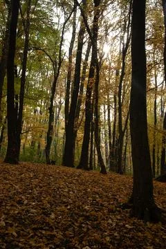 Forest in autumn Stock Photos