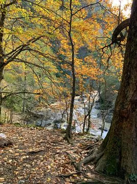 Forest autumn river Stock Photos