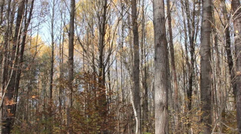 Forest in Autumn (Slow Pan) Stock Footage 31899174