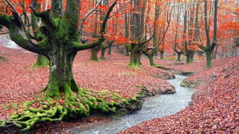 Forest in autumn with a stream Stock Photos