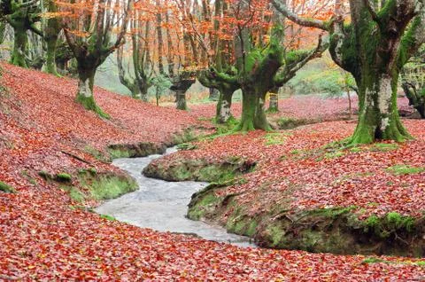 Forest in autumn with stream Stock Photos