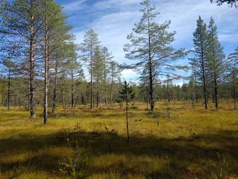 Forest in autumn with sun and trees and blue sky Stock Photos