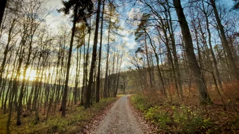 Forest in Autumn sun Stock Footage 144264052