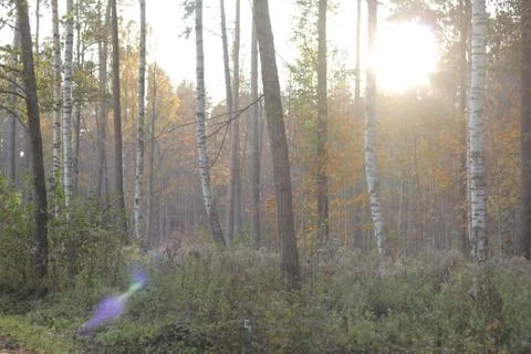 Forest in autumn sun Stock Photos